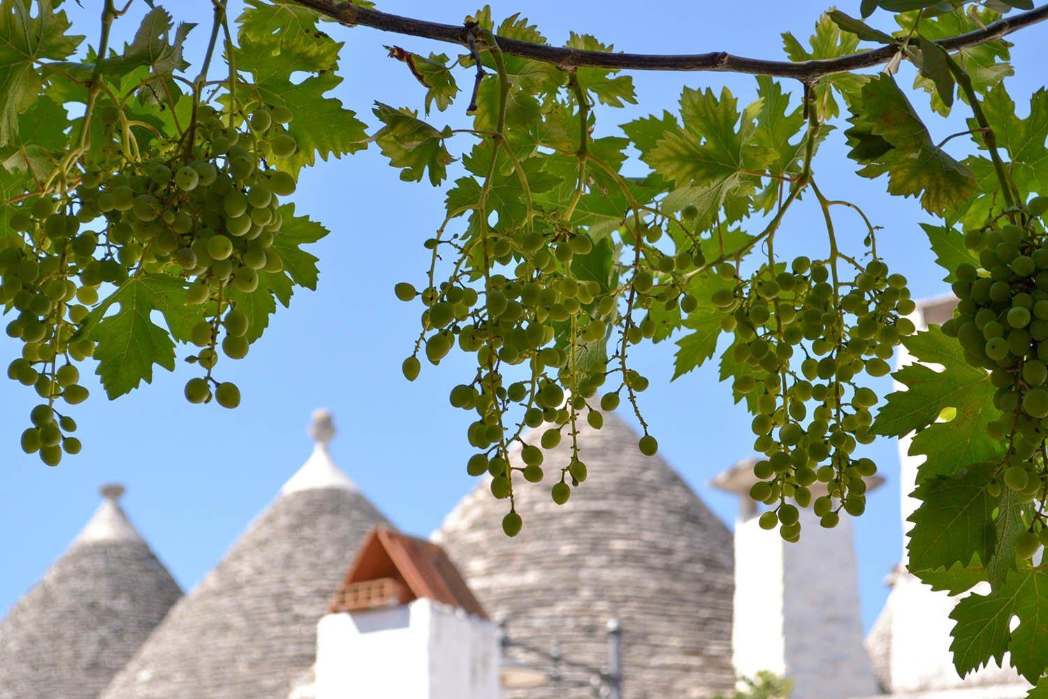 things to do in Alberobello